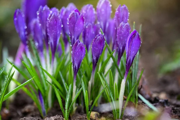 Фіолетова Сім Крокусів Краплями Роси Весняний Крук — стокове фото