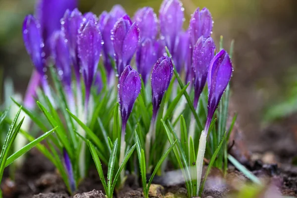 Rodzina Fioletowych Krokusów Kroplami Rosy Wiosenny Krokus — Zdjęcie stockowe