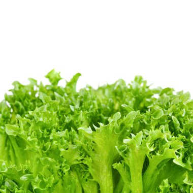 Beyaz arkaplanda yeşil marul yapraklarının kapatılması (metin için boşluk))