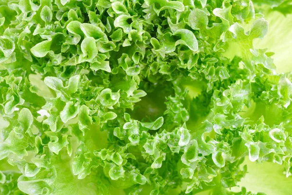 Closeup Green Lettuce Leaves Fragment Abstract Background — Stock Photo, Image