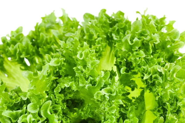 Closeup Green Lettuce Leaves White Background — Stock Photo, Image