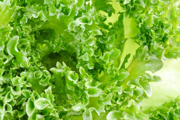 Zöld Saláta Levelek Töredék Háttér — Stock Fotó
