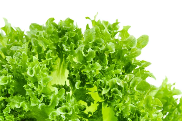 Closeup Green Lettuce Leaves White Background — Stock Photo, Image