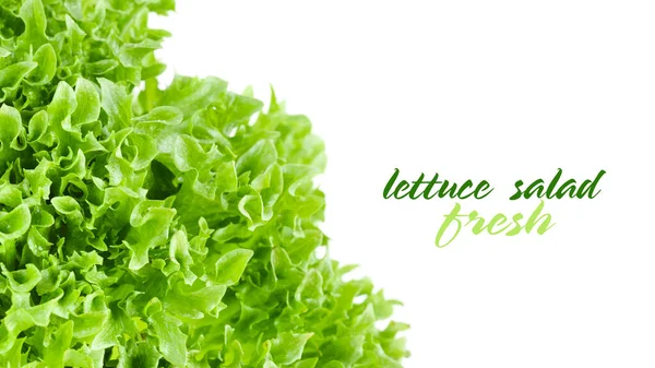Nahaufnahme Von Grünen Salatblättern Auf Weißem Hintergrund Mit Platz Für — Stockfoto