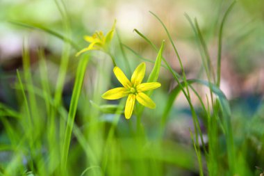 Bahar ormanlarında Beytüllahim 'in sarı yıldızı (Gagea lutea)