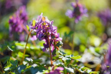 Boşkök (Latince: Corydalis cava) ormanda çiçek açar
