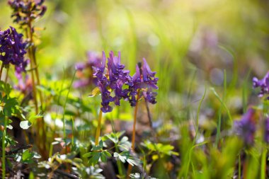 Boşkök (Latince: Corydalis cava) ormanda çiçek açar