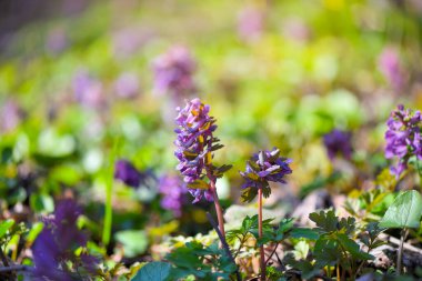 Boşkök (Latince: Corydalis cava) ormanda çiçek açar