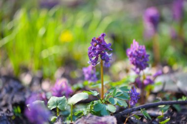 Boşkök (Latince: Corydalis cava) ormanda çiçek açar