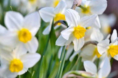 Narcissus çiçeği, nergisler. Bahçede bahar çiçekleri