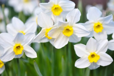 Narcissus çiçeği, nergisler. Bahçede bahar çiçekleri