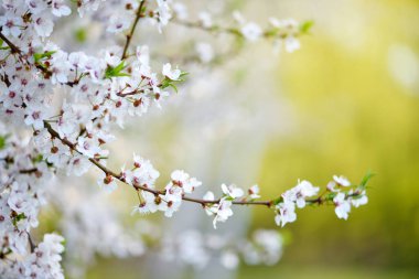 Erik Cerasifera 'nın beyaz çiçekleri. Doğal arkaplan 