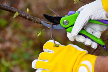 Ellerinde bahçıvan eldivenleri, bakım işleri, ağacı budamak.