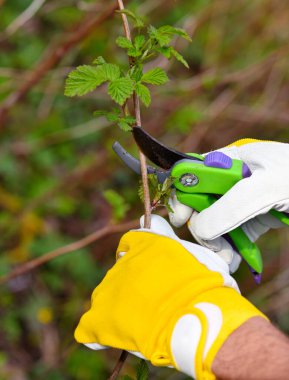 İlkbahar çalıları buduyor. Mezhepçiyle eldivenli bahçıvanın elleri