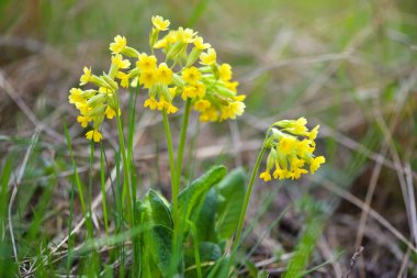 Primula veris baharda bahçe çimlerinde