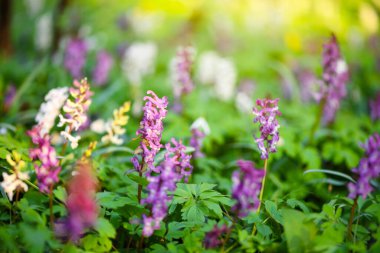 Boşkök (Latince: Corydalis cava) ormanda çiçek açar