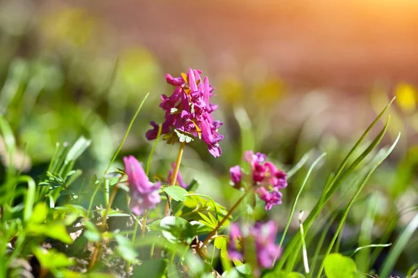 拉丁文 Corydalis Cava 在森林中盛开 — 图库照片