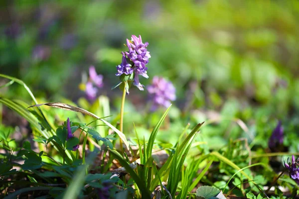 Hollowroot Latin Corydalis Cava Blommar Skogen — Stockfoto