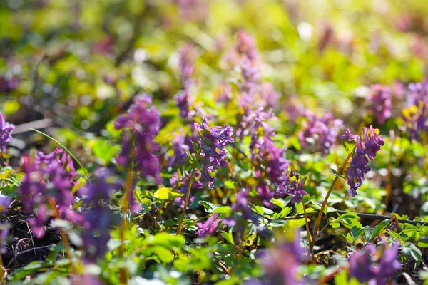 Hollowroot Latin Corydalis Cava Blommar Skogen — Stockfoto