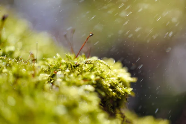 Naturlig Bakgrund Med Mossa Och Regndroppar Solljus Selektiv Inriktning — Stockfoto