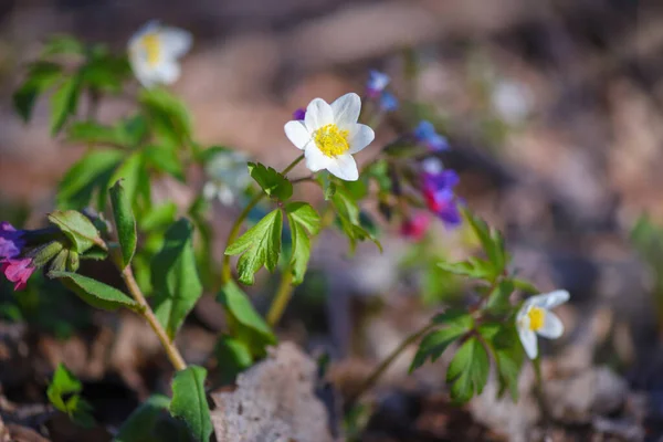 Anemone Sylvestris Primeras Flores Primavera —  Fotos de Stock