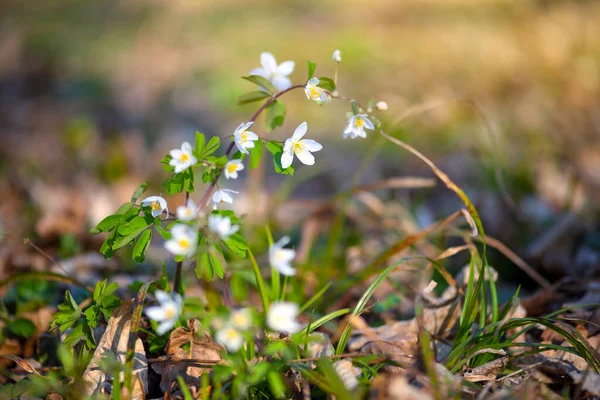 Spring Flower Close Isopyrum Thalictroides — Stock Photo, Image