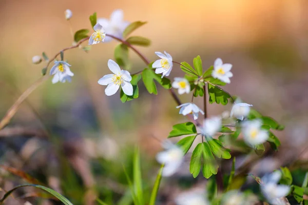 Vårblomman Närbild Isopyrum Thalictroider — Stockfoto