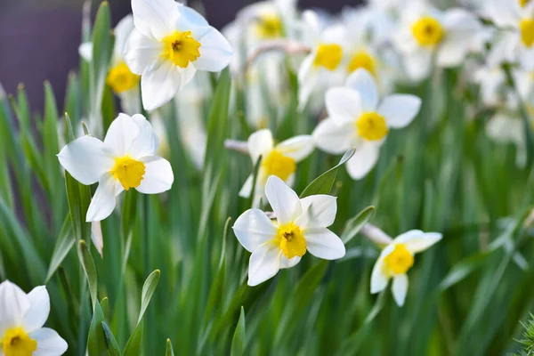 Narcis Květina Narcisy Jarní Květiny Zahradě — Stock fotografie