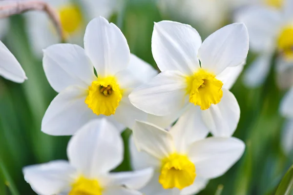 Narcissus Çiçeği Nergisler Bahçede Bahar Çiçekleri — Stok fotoğraf