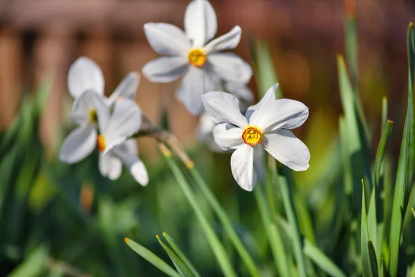 Narcisos Blancos Narcissus Poeticus Jardín Césped Primavera — Foto de Stock