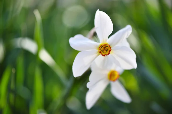 Primer Plano Del Narciso Blanco Narcissus Poeticus Flores Primavera — Foto de Stock