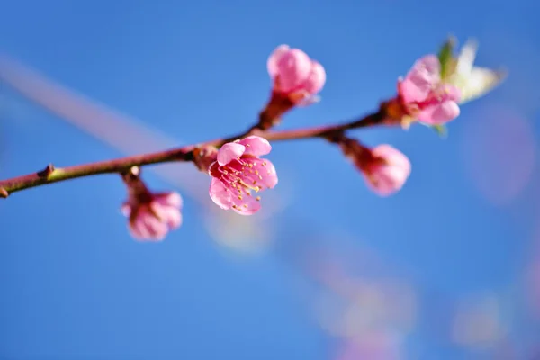 Vacker Blommande Persika Blommor Mot Den Blå Himlen — Stockfoto