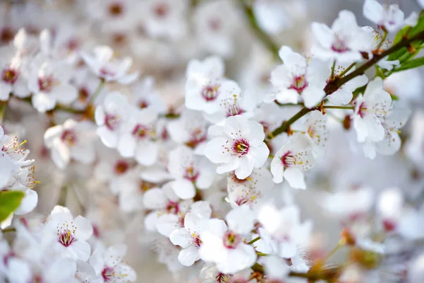 Flores Blancas Prunus Cerasifera Fondo Natural — Foto de Stock