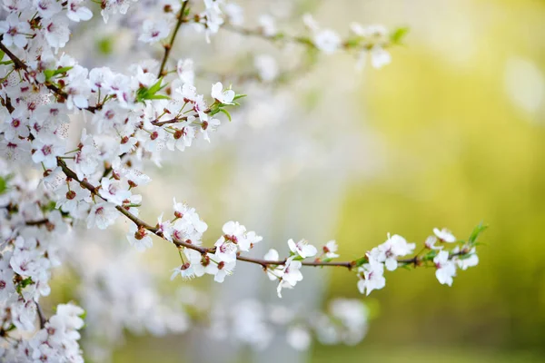 Flores Blancas Prunus Cerasifera Fondo Natural —  Fotos de Stock