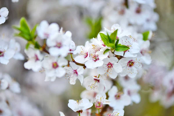 Flores Blancas Prunus Cerasifera Fondo Natural — Foto de Stock