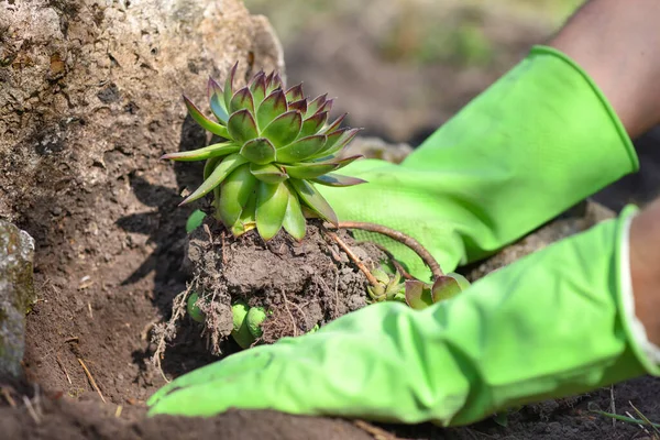 Jardineiro Plantando Sempervivum Planta Jardim Primavera Jardim Funciona Conceito — Fotografia de Stock