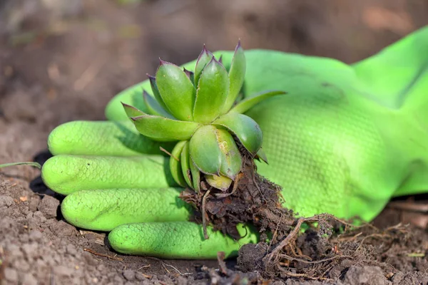 Sluitingen Van Sempervivum Plant Een Hand Van Tuinier — Stockfoto