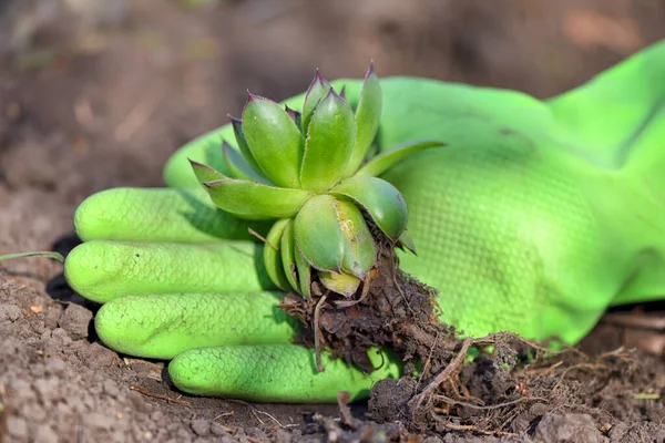 Κλείσιμο Του Εργοστασίου Sempervivum Χέρι Κηπουρού — Φωτογραφία Αρχείου