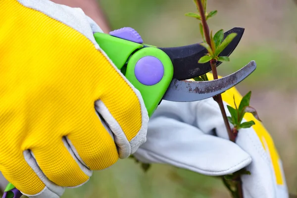 Frühjahrsschnitt Des Busches Gärtnerhände Handschuhen Mit Gartenschere — Stockfoto