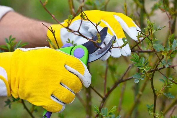 Rosas Poda Primavera Jardín Manos Jardinero Con Tijera — Foto de Stock