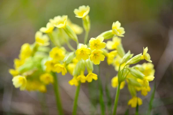 Primer Plano Primula Veris Hierba Del Jardín Primavera —  Fotos de Stock