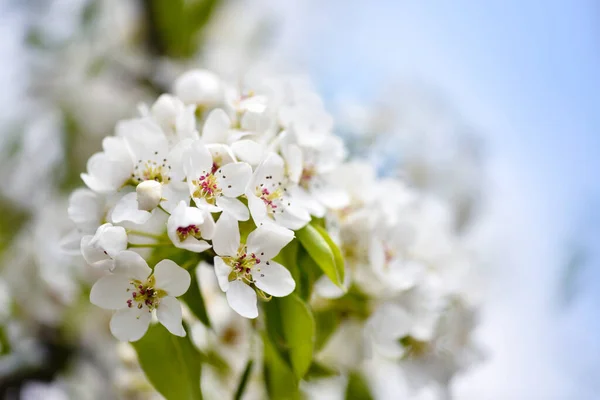 Flowers Bloom Branch Pear Blue Sky Floral Background — Stock Photo, Image