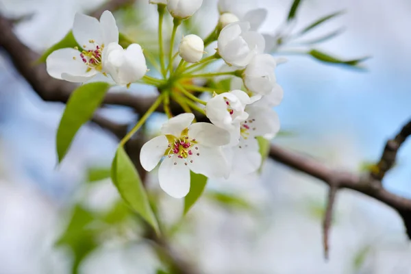 Flores Florecen Una Rama Pera Contra Cielo Azul — Foto de Stock