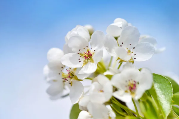 Цветы Расцветают Грушевой Ветви Против Голубого Неба — стоковое фото