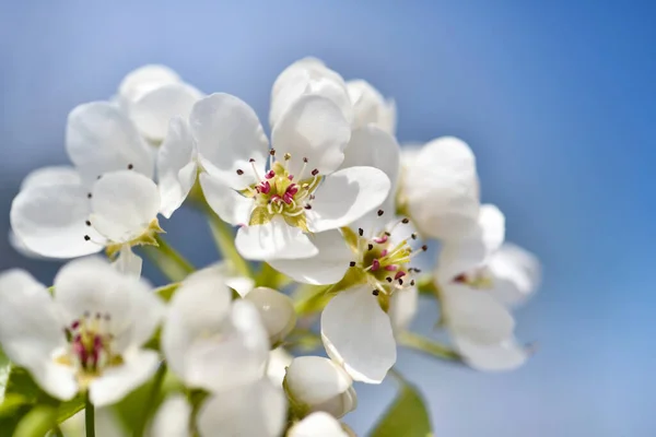 Flowers Bloom Branch Pear Blue Sky Floral Background — Stock Photo, Image
