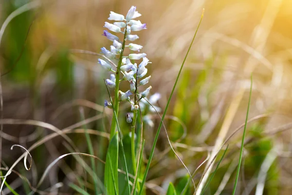 Kvetoucí Hyacinty Hyacinthus Leucophaeus Louce — Stock fotografie