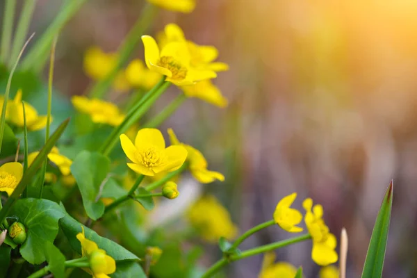 Marsh Marigold花 Caltha Palustris 植物背景 — 图库照片