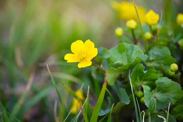 Floración Marsh Marigold Caltha Palustris Fondo Floral —  Fotos de Stock