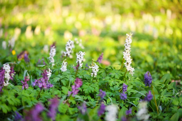 Hollowroot Latim Corydalis Cava Floresce Floresta — Fotografia de Stock