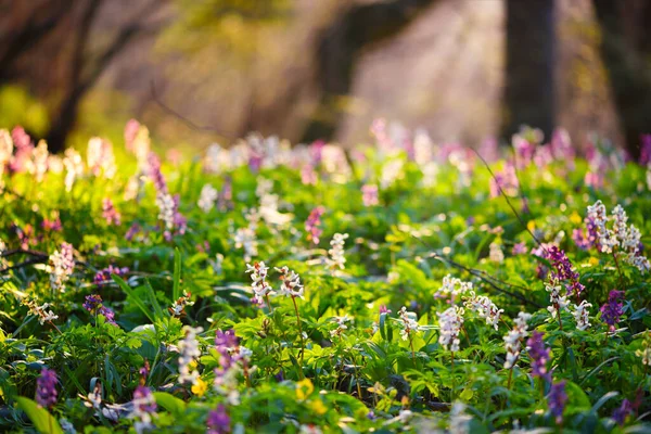 Wiosenny Las Kwitnącymi Kwiatami Corydalis Cava — Zdjęcie stockowe
